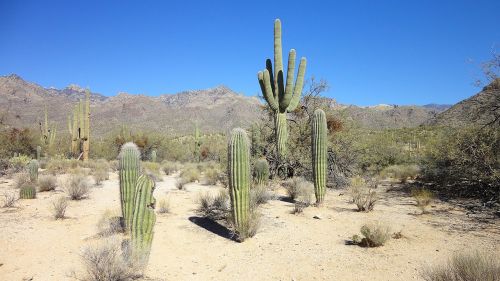 Dykuma, Kaktusas, Arizona, Tucson, Krūmai, Smėlis, Saguaro