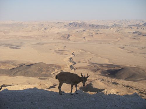 Dykuma, Neguev, Izraelis, Smėlis, Karštas, Mitzpe Ramon, Gyvūnas