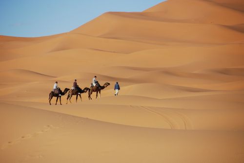 Dykuma, Smėlis, Kopos, Marokas, Dromedary, Kupranugaris