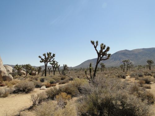 Dykuma, Jeshua Medis, Nacionalinis Parkas, Usa, Dangus, Yucca, Mojave Dykuma, Dykumos Medis