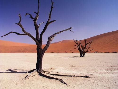 Dykuma, Sausra, Sausas, Smėlis, Aplinka, Miręs, Kopos, Afrika, Namib, Namibija, Sossusvlei