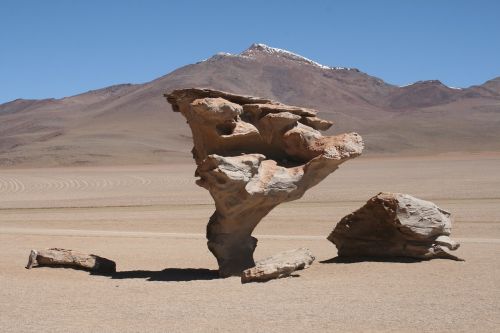Dykuma, Gyvenimas, Atacama, Čile