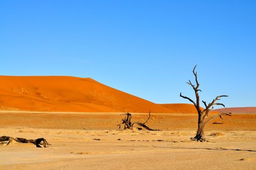 Dykuma, Gamta, Namibija