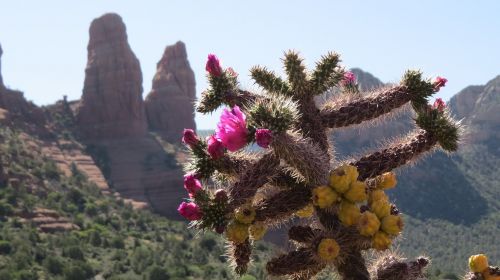 Dykuma, Kaktusas, Gėlė, Sultingas, Arizona
