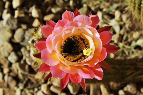 Dykuma, Kaktusas, Gėlė, Arizona