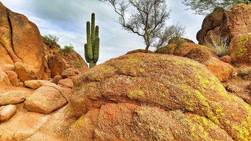 Dykuma, Kaktusas, Arizona