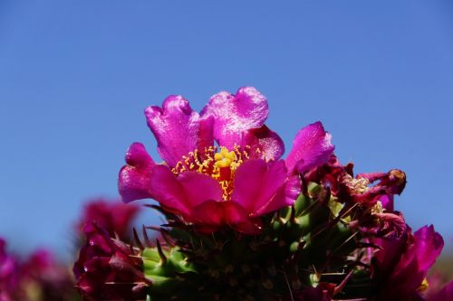 Dykuma, Kaktusas, Gėlė