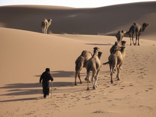 Dykuma, Kupranugaris, Smėlis, Kemperis, Kampanija, Berberis, Pasivaikščiojimas, Marokas