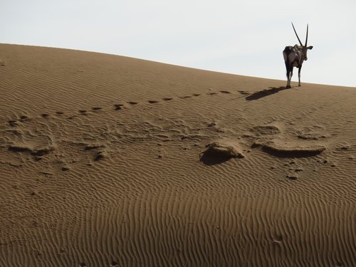 Dykuma,  Oryx,  Spjaudyti Bock,  Namibija,  Antilopė,  Afrikoje,  Smėlis,  Namibo Dykuma