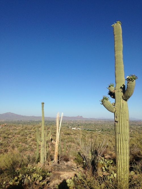 Dykuma, Kaktusas, Arizona