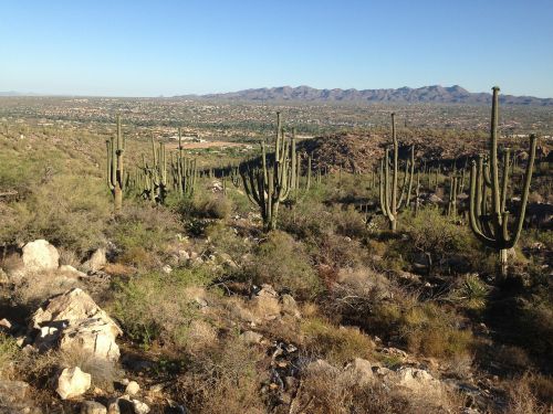 Dykuma, Arizona, Kaktusas