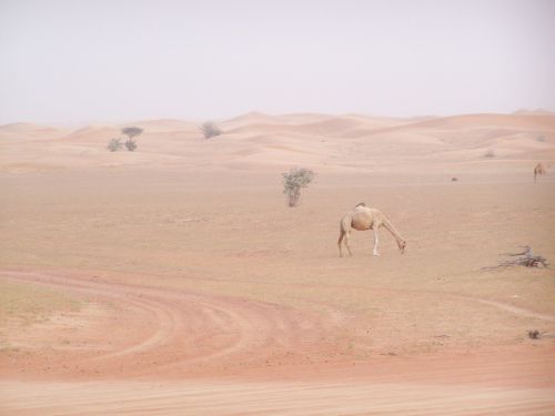 Dykuma, Kupranugaris, Vienišas, Gyvūnas, Dubai