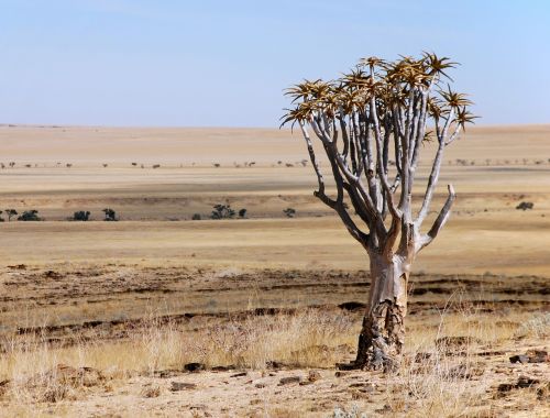 Dykuma, Kraštovaizdis, Medis, Namibija, Afrika, Panorama