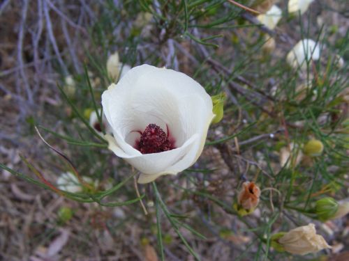 Dykumos Gėlė, Gėlė, Sausra, Outback