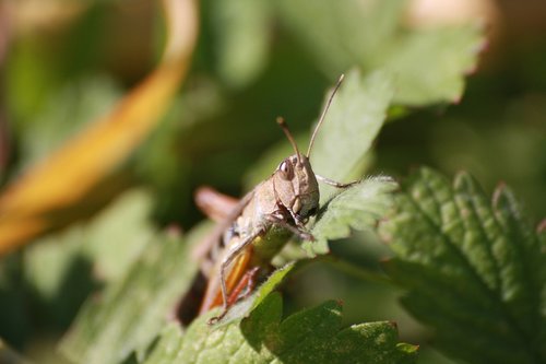 Desertas Saldžiavaisio,  Žiogas,  Pobūdį,  Vabzdys,  Makro,  Žolė,  Žalias,  Iš Arti,  Ornitopteris