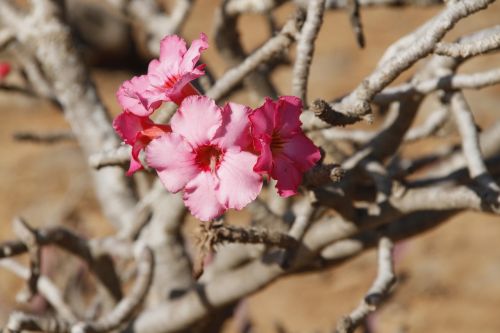 Dykumos Rožė, Oman, Augalas, Gėlės, Rožinis, Rožinė Gėlė, Žiedas, Žydėti