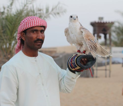 Dykumos Safari, Salkūnai, Falcon, Paukštis, Arabas, Gamta, Emiratai, Tradicinis, Dubai