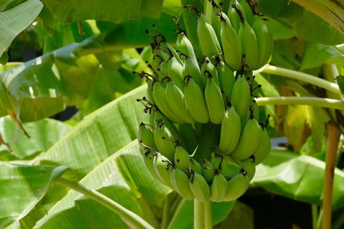 Desertiniai Bananai,  Augalų,  Pobūdį,  Lapų,  Augimas,  Bananai