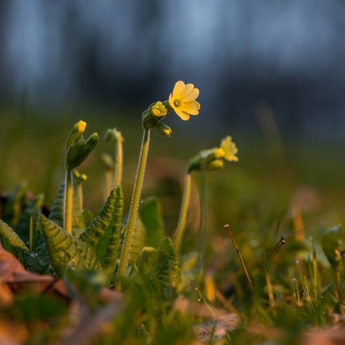 Pavasaris,  Gėlės,  Lapai,  Saulė,  Gamta,  Makro,  Išsamiai,  Rytas,  Gyvenimas,  Šviesa,  Bokeh,  Fonas,  Žolė,  Pavasario Gėlių Detalės