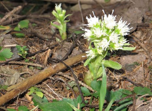 Pavasaris,  Gėlė,  Butterbur,  Balta Butterbur