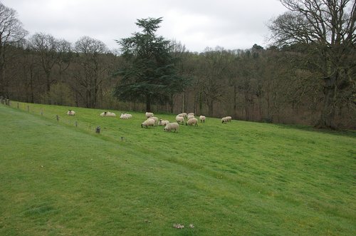 Devon,  Avių,  Anglija