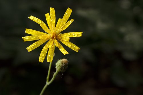 Rasa,  Žiedas,  Žydi,  Geltona,  Pavasaris,  Hawkweed,  Iš Arti