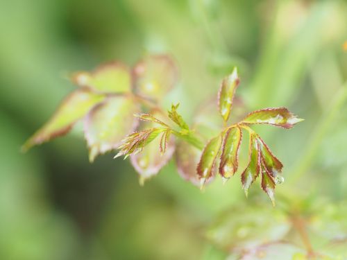 Rasos Rasos, Gėlė, Geltona, Sodas, Augalas, Lašas Vandens, Žiedas, Žydėti, Geltona Gėlė, Karoliukas, Gamta, Fauna, Flora, Fonas