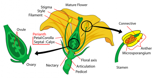 Diagrama, Gėlė, Subrendęs, Anatomija, Paženklinta Etikete, Nemokama Vektorinė Grafika
