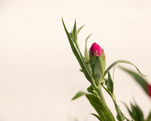 Dianthus, Rožinis, Žiemos Gėlės