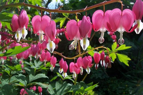 Dicentra Spectabilis, Kraujuojanti Širdis, Gėlės, Žiedas, Žydėti, Dekoratyvinis Augalas, Augalas, Rožinis, Raudona, Sodas, Uždaryti, Gamta, Spalvinga, Vandeningas Širdis