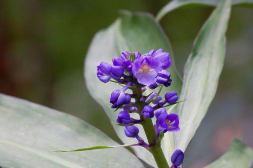 Dichorisandra Thyrsiflora, Gėlės, Mėlynas, Violetinė, Brazilija, Gėlė, Augalas, Gamta, Flora