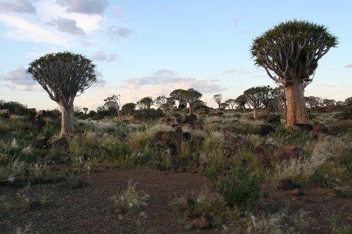 Dichotoma, Aloe, Medžiai, Namibija, Dykuma, Afrika