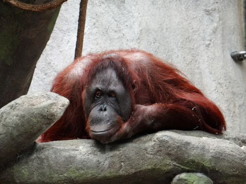 Orangutanas,  Zoologijos Sodas,  Illinois,  Wink,  Gyvūnas,  Gamta,  Ar Tu Tiesiog Myli Mane?