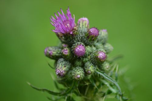 Diestel, Makro, Violetinė