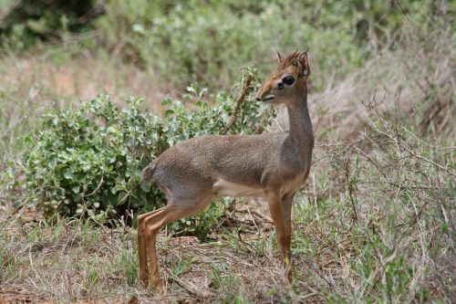 Dik Dik, Kenya, Safari