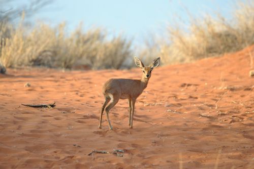 Dikdik, Antilopė, Žinduolis, Mažas, Namibija, Afrika, Safari