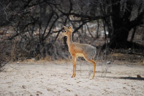 Dikdik, Antilopė, Mažas, Mažas, Namibija, Afrika, Petite, Švelnus