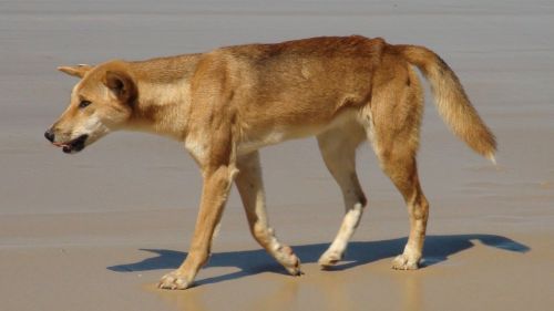 Dingo, Australia, Fraser Sala