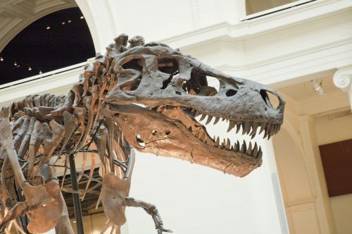 Dinozauras, Iškastinis, T-Rex, Iškelti Bylą, Paleontologinis