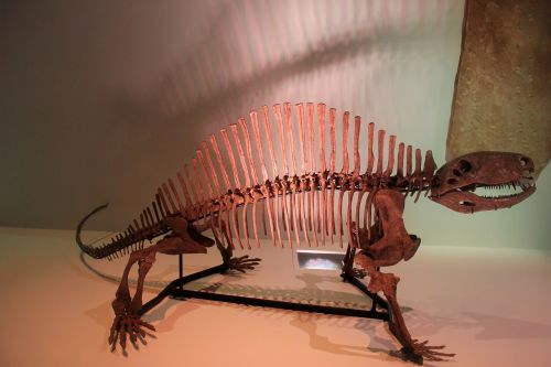 Dinozauras, Skeletas, Kaulai, Fosilijos, Priešistorinis, Jurassic, Muziejus