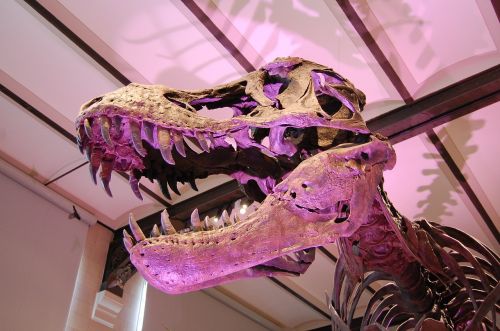 Dinozauras, Tyrannosaurus, T-Rex, Skeletas, Priešistorinis, Muziejus, Mokslas, Paleontologija