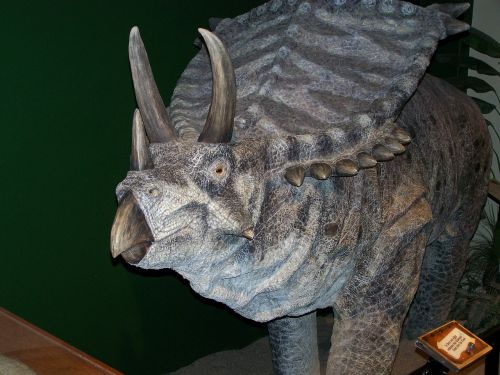 Dinozauras, Triceratops, Ropliai, Priešistorinis, Dino, Muziejus, Ekspozicija