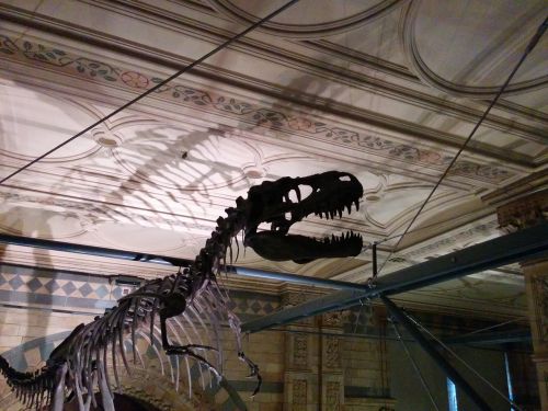 Dinozaurų Skeleto Profilis,  Muziejaus Šešėlis,  Naturalus Istorijos Muziejus