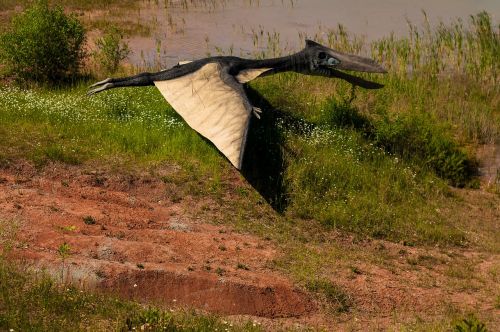 Dinozauras, Gad, Žinduolis, Dino, Išnykęs, Modelis, Drakonas, Natūralus, Parkas, Ryklys, Dantis, Pterodaktilas, Istorija, Mėsėdžiai, Skeletas, Senas, Žandikauliai, Siaubingas, Atviras, Monstras, Medžiotojas, Paroda, Driežas, Blogai, Miškas, Paleontologija, Amžius, Rex, Miręs, Plėšrūnas, Velnias, Burna, Iškastinis, Jurassic, Kojos, Vabzdžiai, Priešistorinis, Senovės, Figūrėlė, Puiku, Baisi, Didelis, Ekskursijos, Gyvūnas, Milžinas, Teropodai, Tyrannosaurus, Alosaviras, Spinozauras, Giganotosaurus, Afrovenator, Akrokantosazas, Ceratosaurus, Masiakazūra, Sauropodomorpha, Diplodokusas, Brachiosaurus, Argentinosaurus, Ceratopsians, Triceratops, Centrosaurus, Stygimoloch, Ornitopodai, Iguanodonas, Edmontosaurus, Heterodontozauras, Abrictosaurus, Stegosauras, Kentrosaurus, Akantofolis, Animatoriai, Ankilosaurid, Tanistropheus, Quetzalcoatlus, Plesiosaur, Yi, Jurapark, Krasiejów, Lenkija