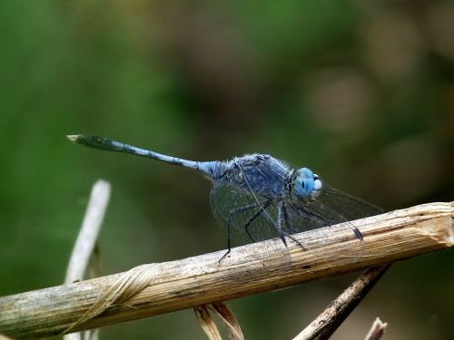 Diplacodes Trivialis, Lazda, Vabzdys, Filialas, Miškai, Šakelė, Makro, Iš Arti, Gamta, Lauke, Gražus