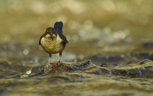 Dippers,  Pobūdį,  Upė,  Vanduo