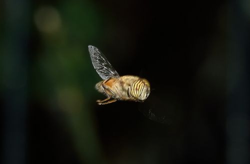 Diptera, Syrfa, Eristalinas, Makro, Vabzdys, Bičių