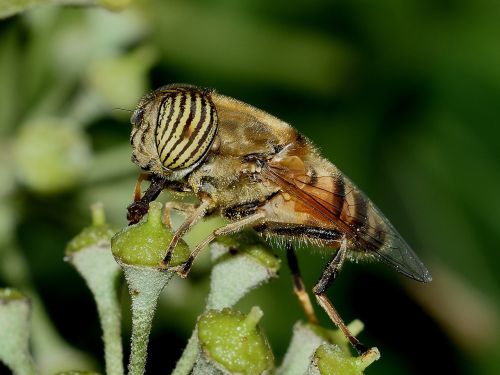 Diptera, Eristalinas, Taeniops, Patinas, Makro