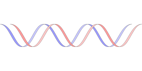 Dna, Genas, Genetika, Molekulė, Mokslas, Spiralė, Nemokama Vektorinė Grafika