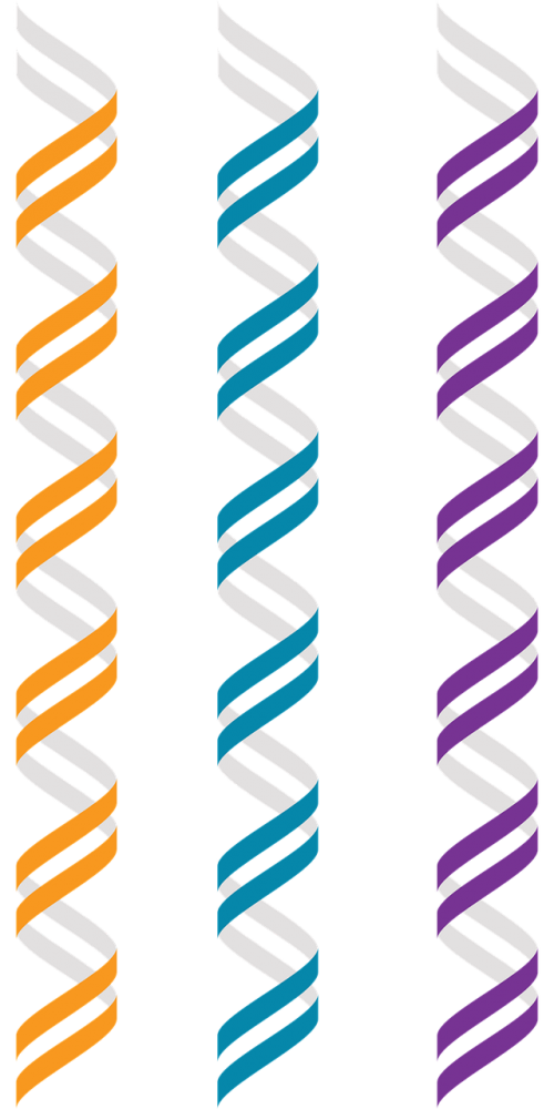 Dna, B-Dna, Genetika, Lyginamoji Genomika, Dviguba Spiralė, Dešinoji Dviguba Spiralė, Genominė Seka, Sekos Nustatymas, Nemokama Vektorinė Grafika